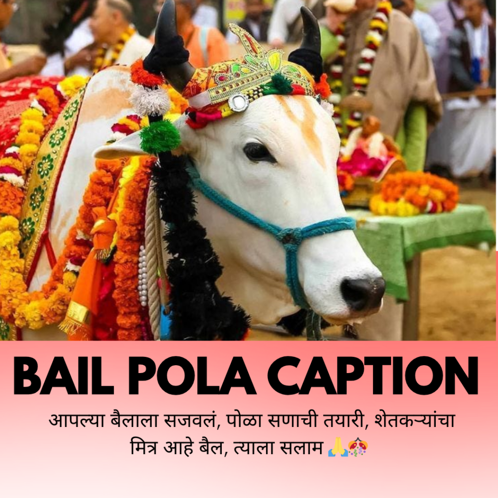 bail pola caption in marathi